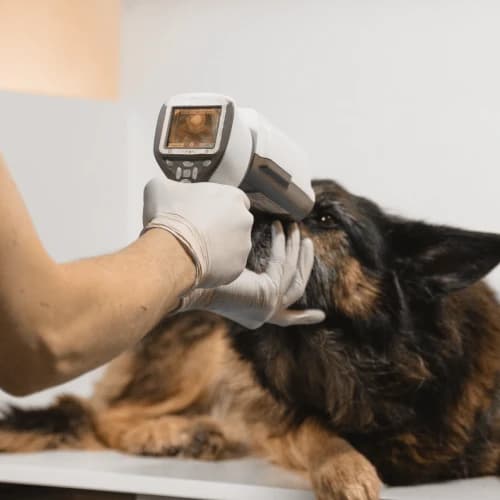 Veterinary equipment financed through a broker partnership with NewLane Finance